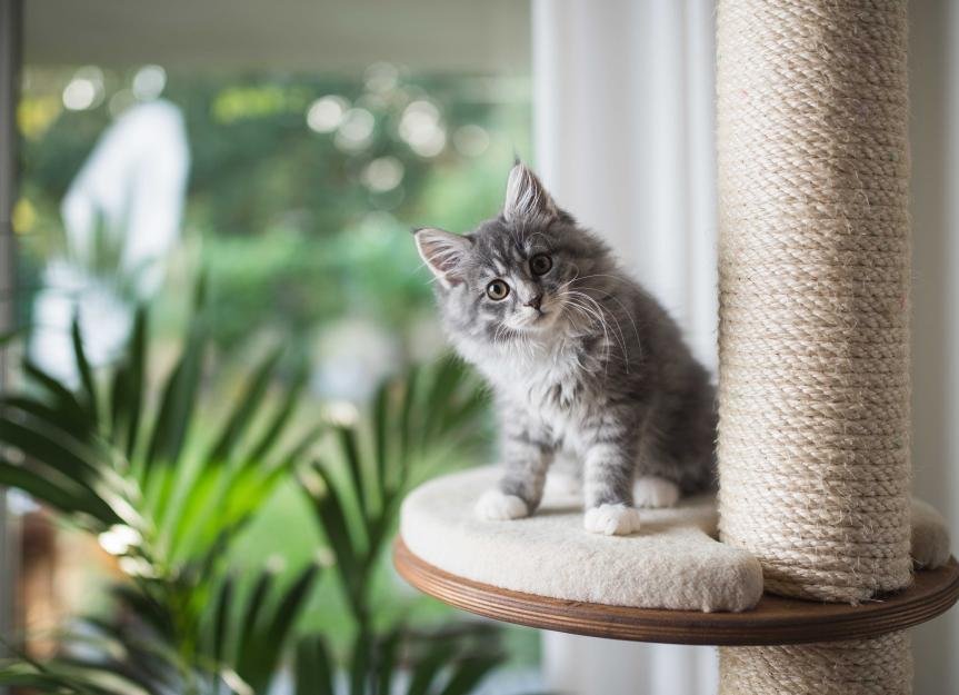 How To Socialize a Kitten