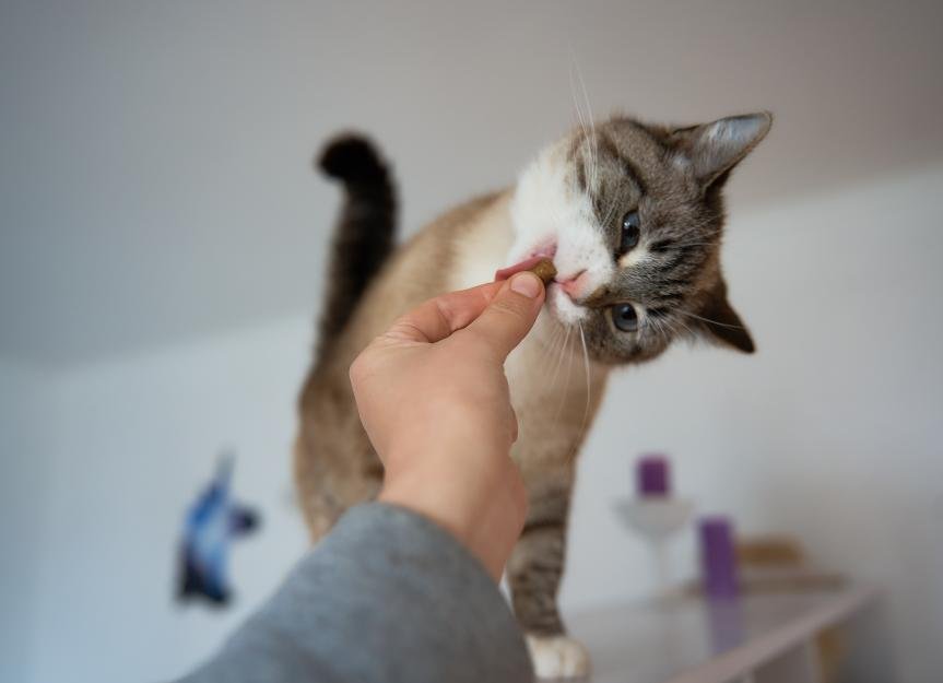 8 Best Cat Probiotics in 2025, Recommended by Vets